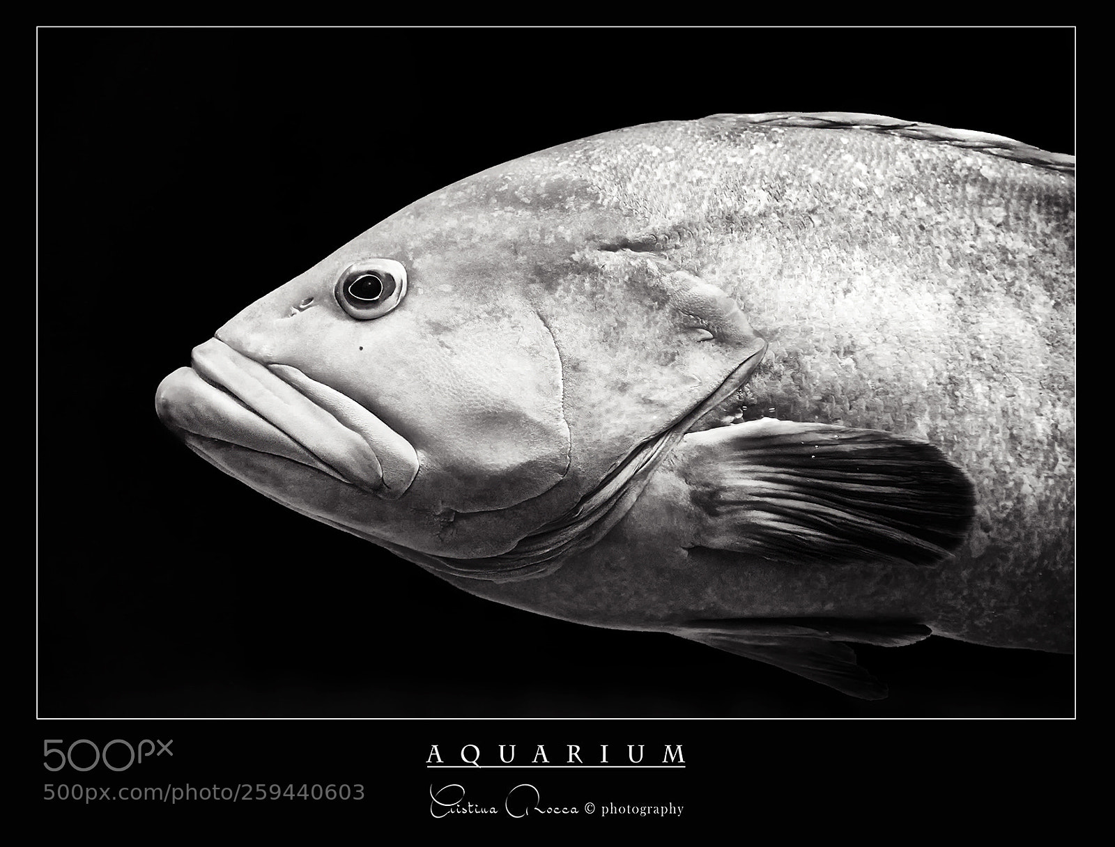Nikon D750 sample photo. Aquarium photography