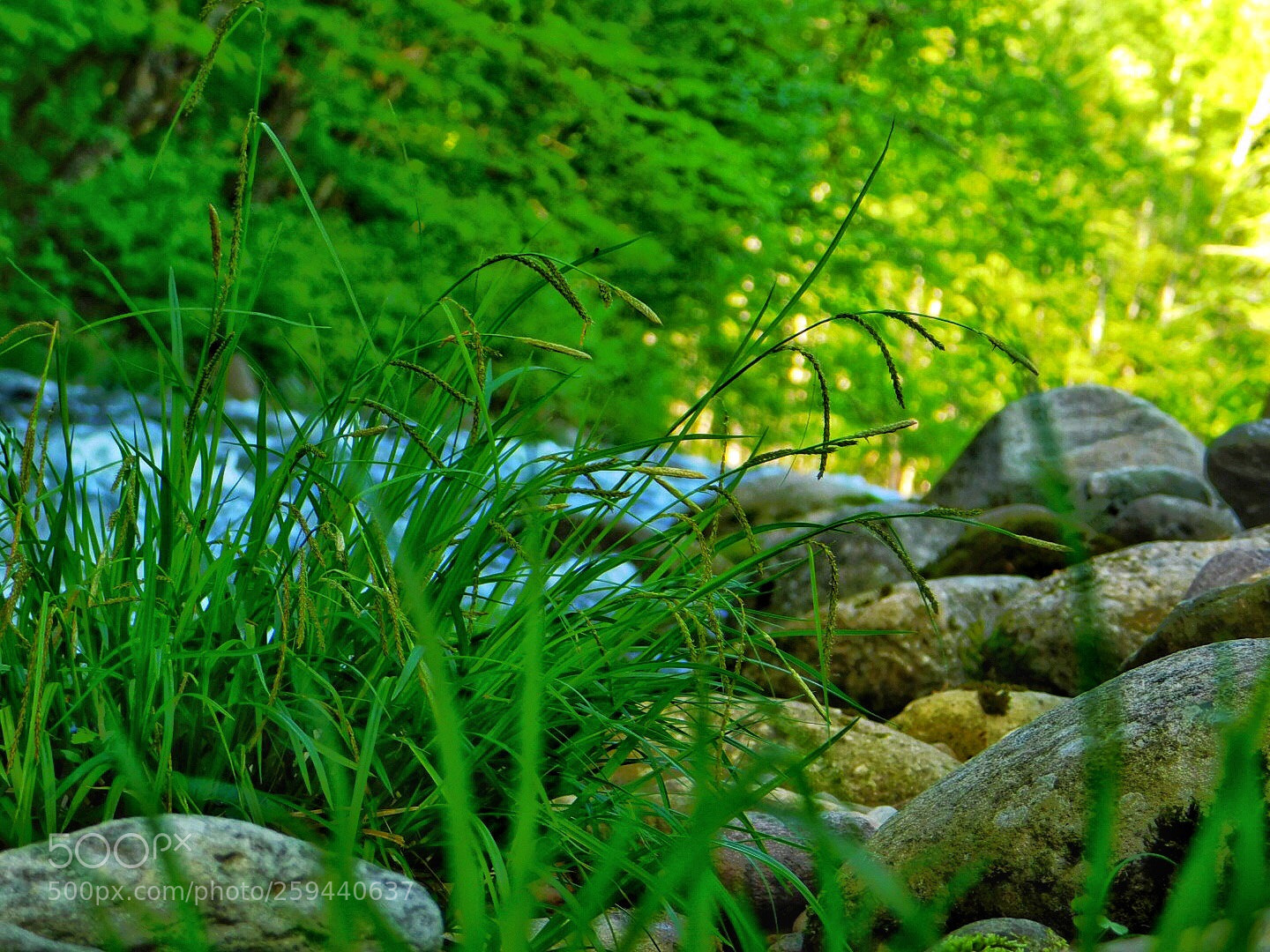 Nikon Coolpix B500 sample photo. The creek photography