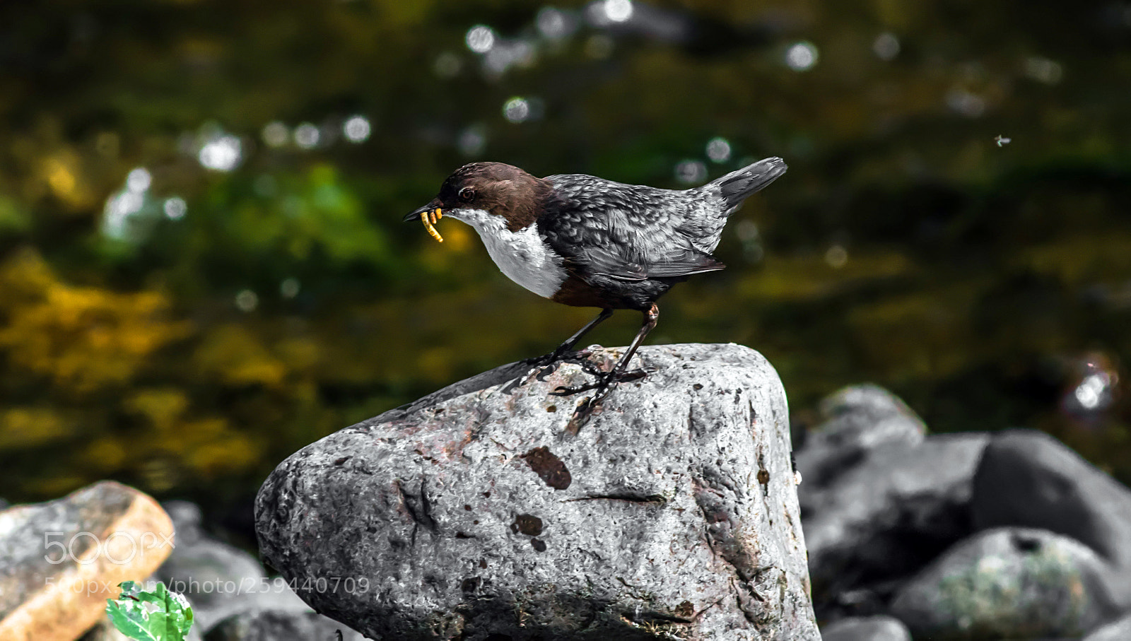 Canon EOS 7D Mark II sample photo. The dipper photography
