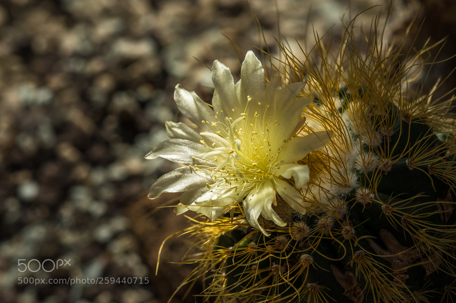 Fujifilm X-T1 sample photo. Parodia schumanniana ssp claviceps photography
