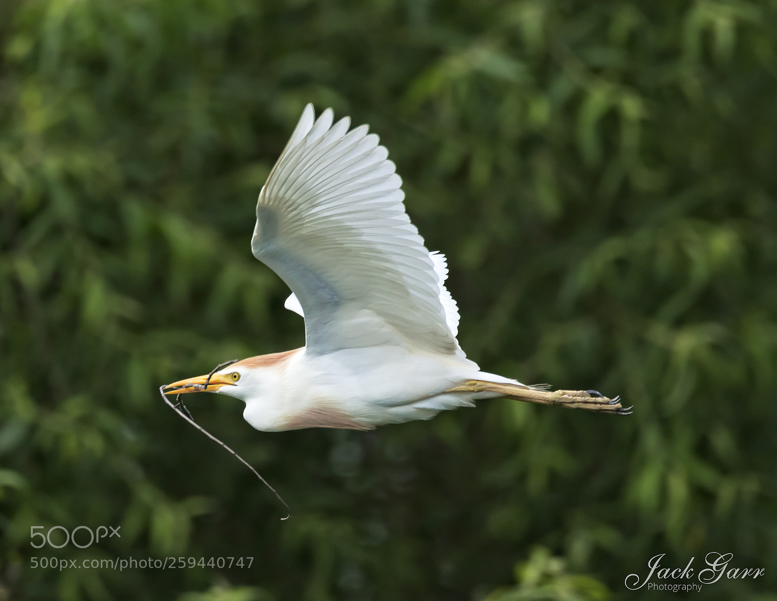 Canon EOS-1D X Mark II sample photo. Cattle egret with nest photography