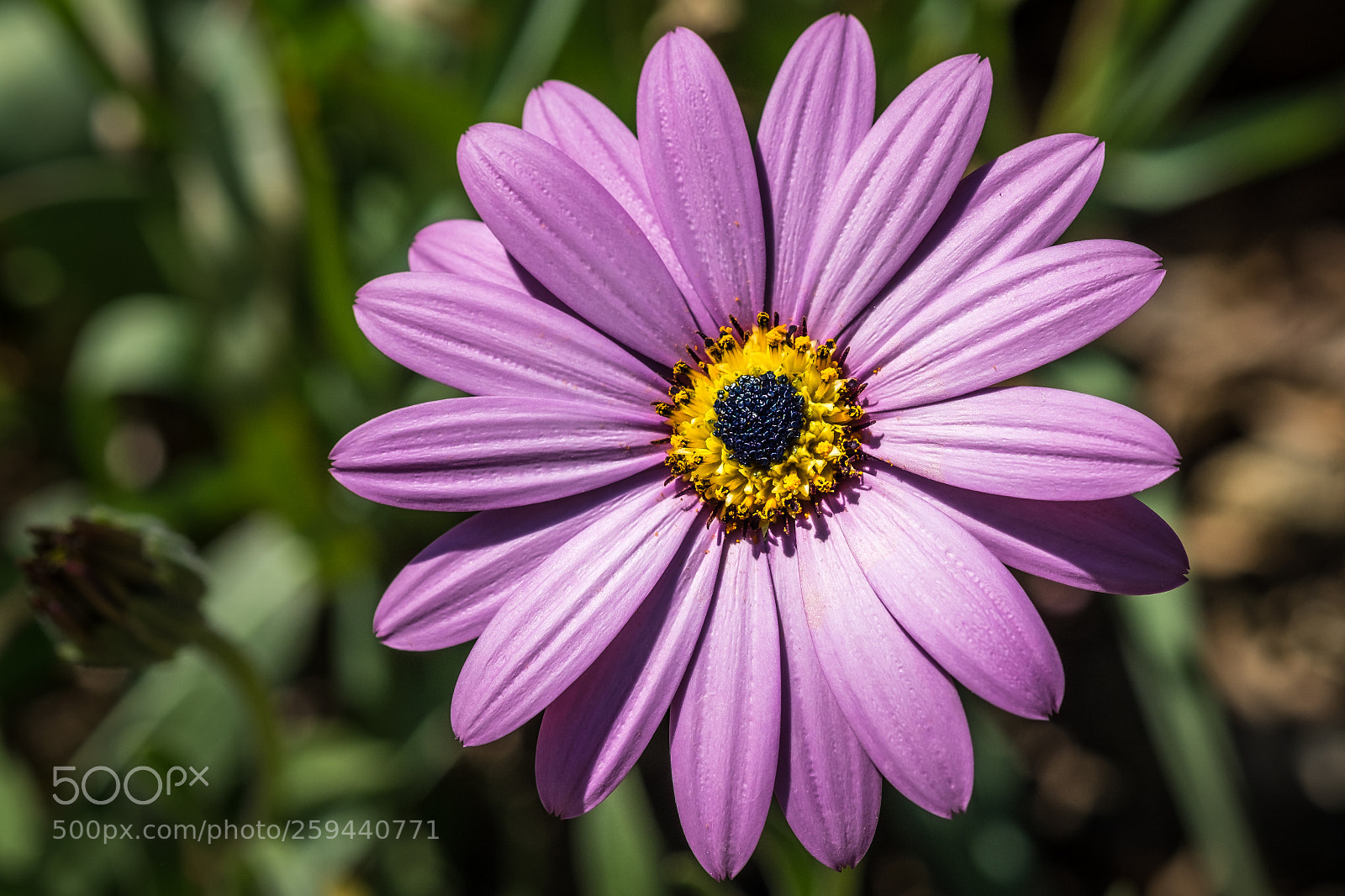 Fujifilm X-T1 sample photo. Mittagsblume (delosperma pink zulu) photography