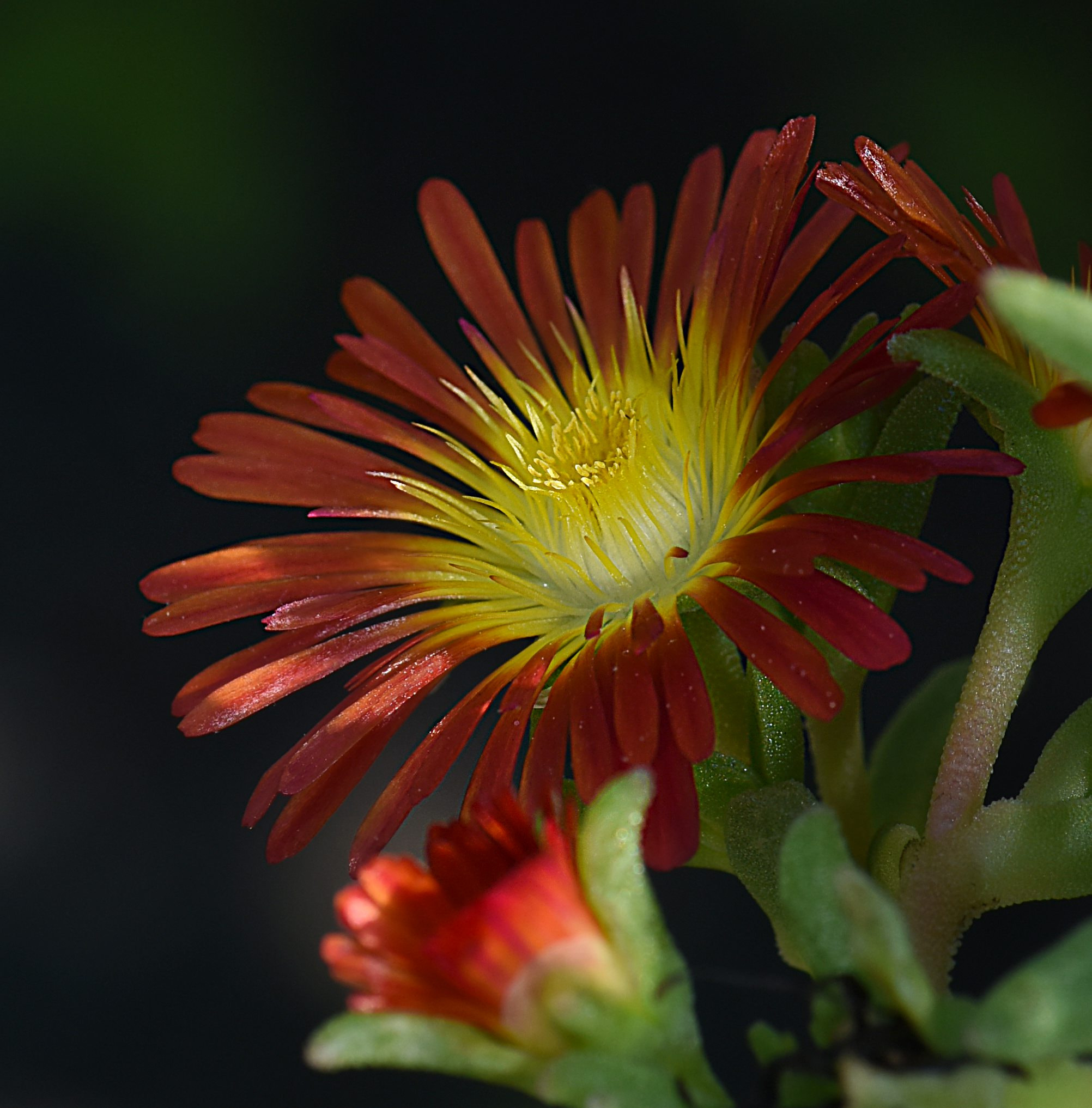 Nikon AF-S Micro-Nikkor 105mm F2.8G IF-ED VR sample photo. Ice plant photography