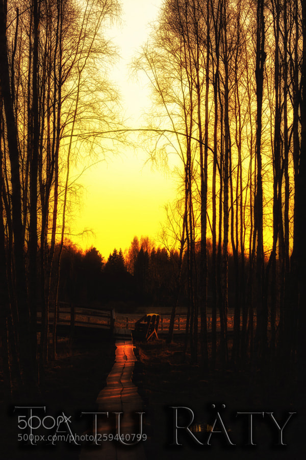 Nikon D7100 sample photo. Yellow sky photography