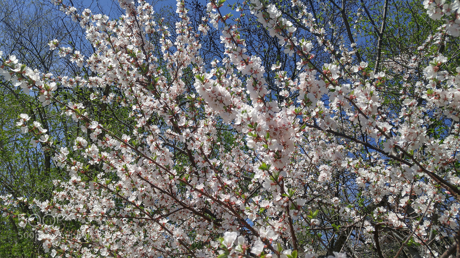 LG G4 sample photo. Apple tree blossom photography