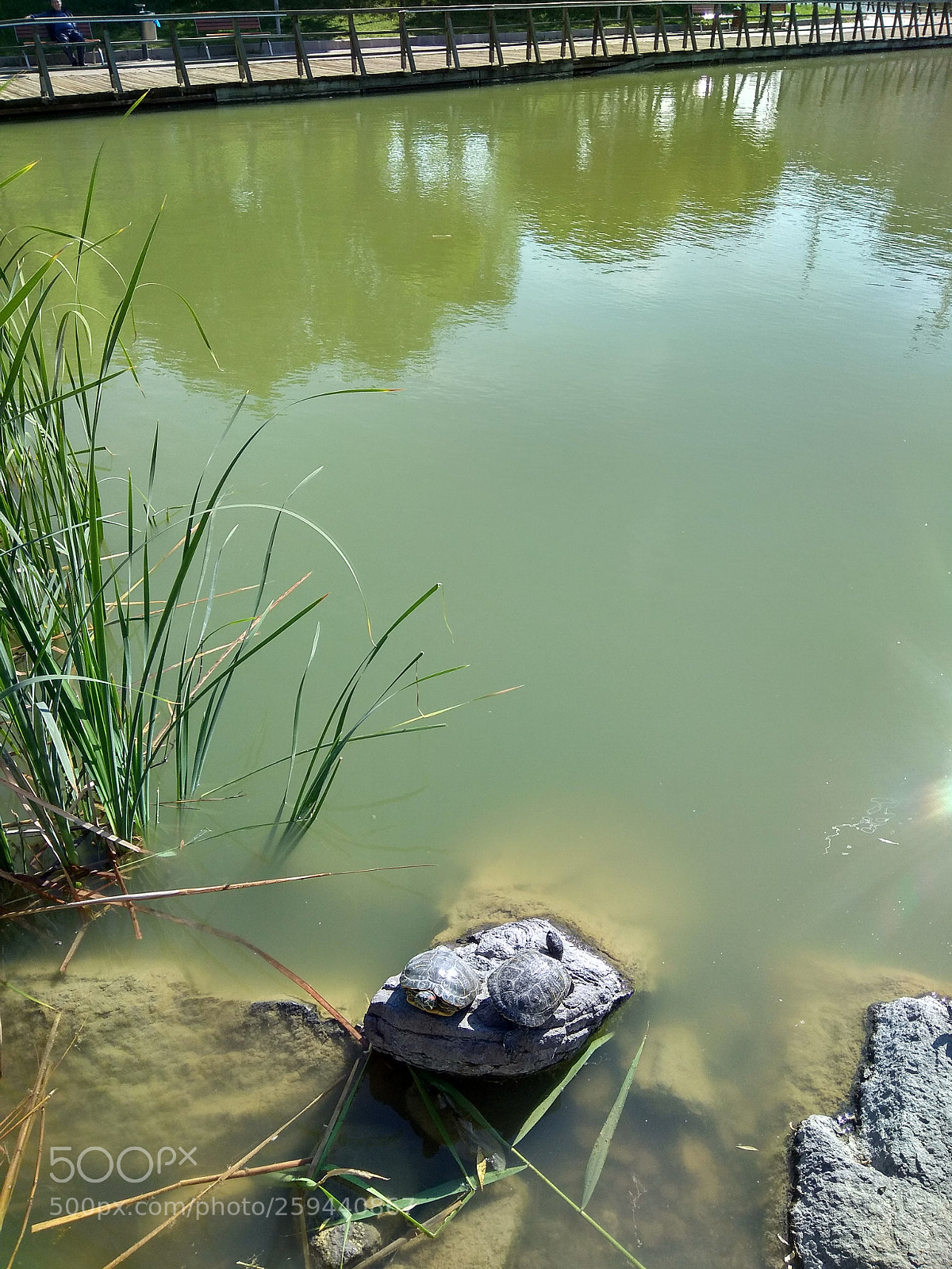 Xiaomi Redmi Note 4 sample photo. We don't like swimming. photography