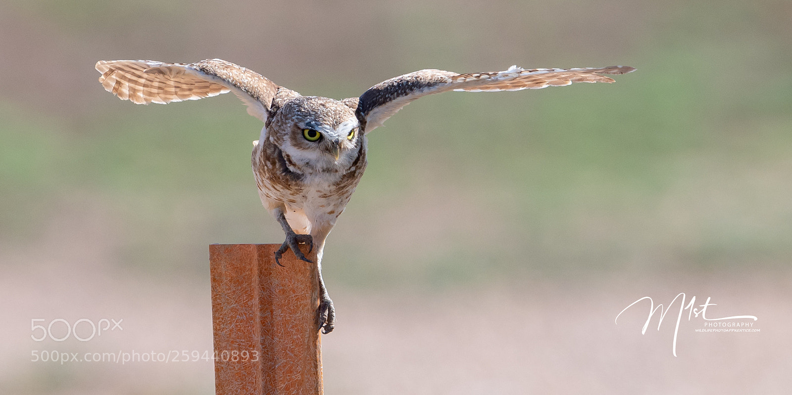 Nikon D500 sample photo. Burrowing owl photography