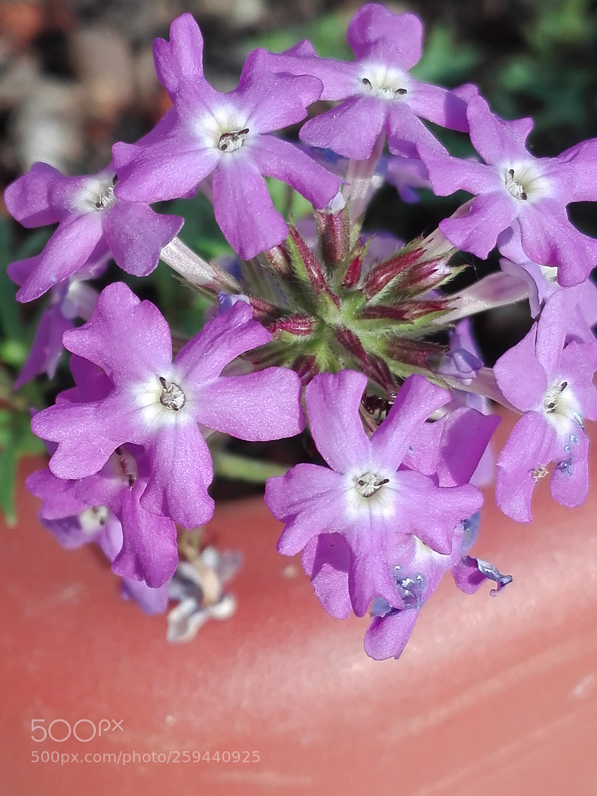 HUAWEI P8 Lite sample photo. Fiore del mio giardino photography