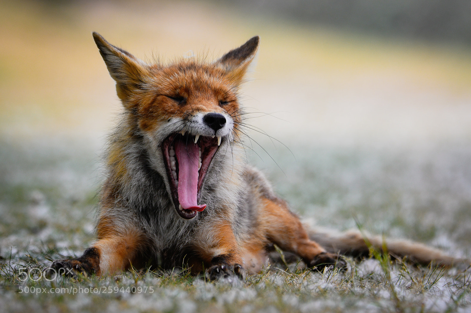 Nikon D7500 sample photo. Yawning fox photography