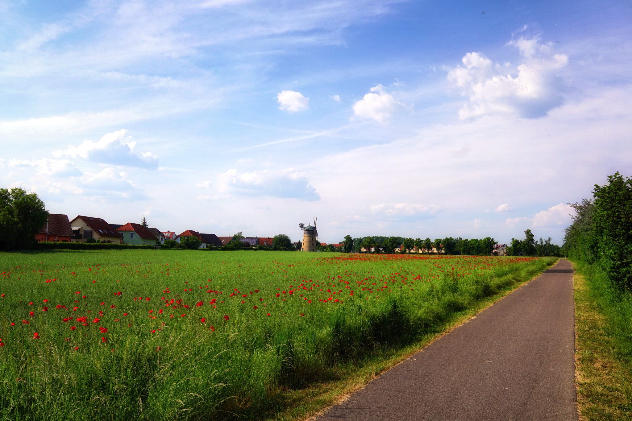 Sony a6000 + Sigma 19mm F2.8 EX DN sample photo. Poppy field photography