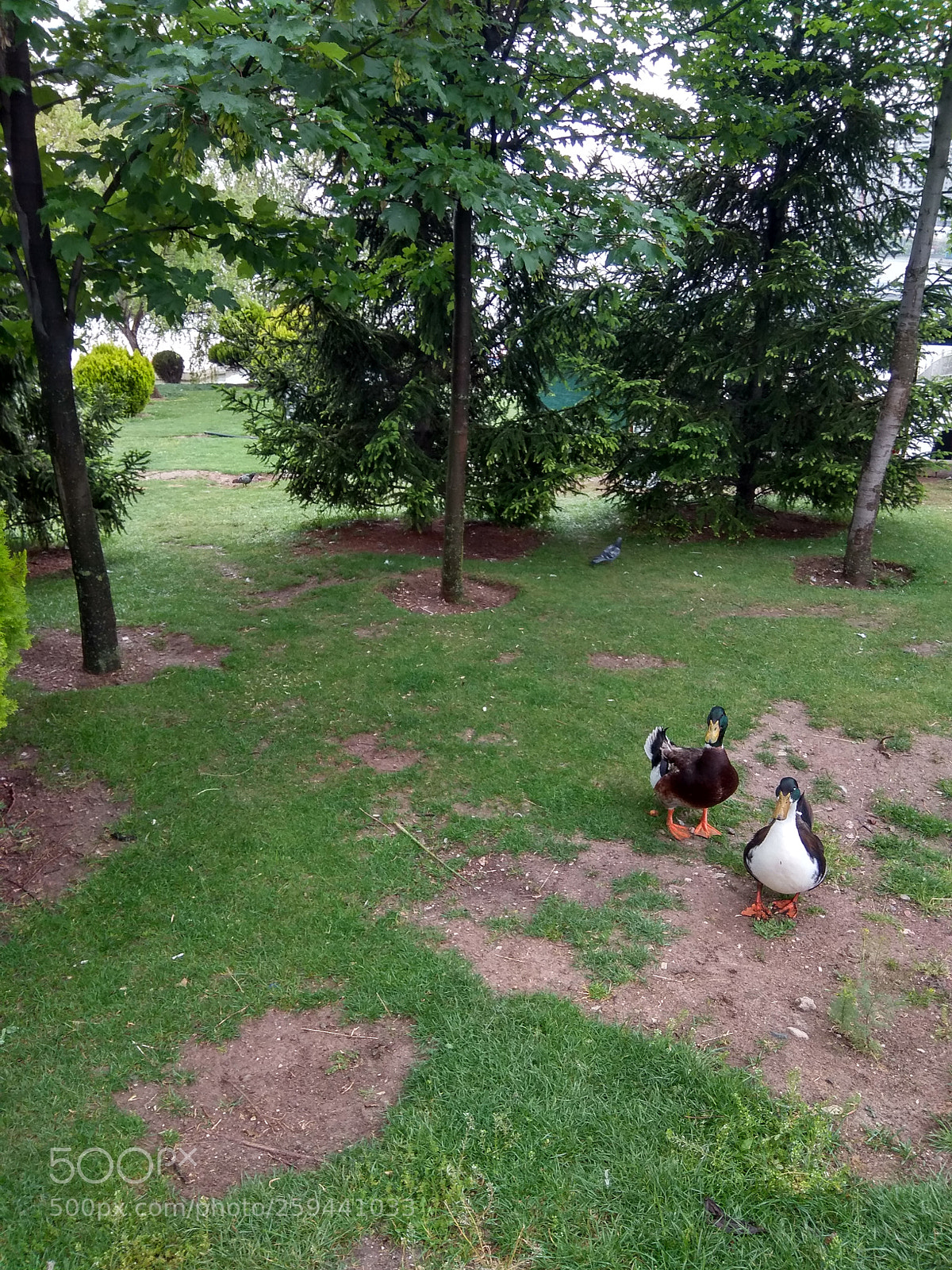 Xiaomi Redmi Note 4 sample photo. Take our photo! photography
