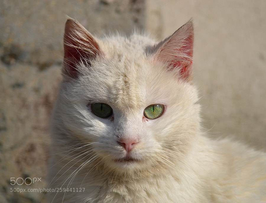 Nikon D3100 sample photo. Attila photography