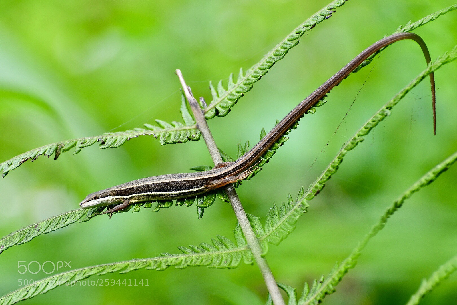 Nikon D500 sample photo. Takydromus formosanus photography