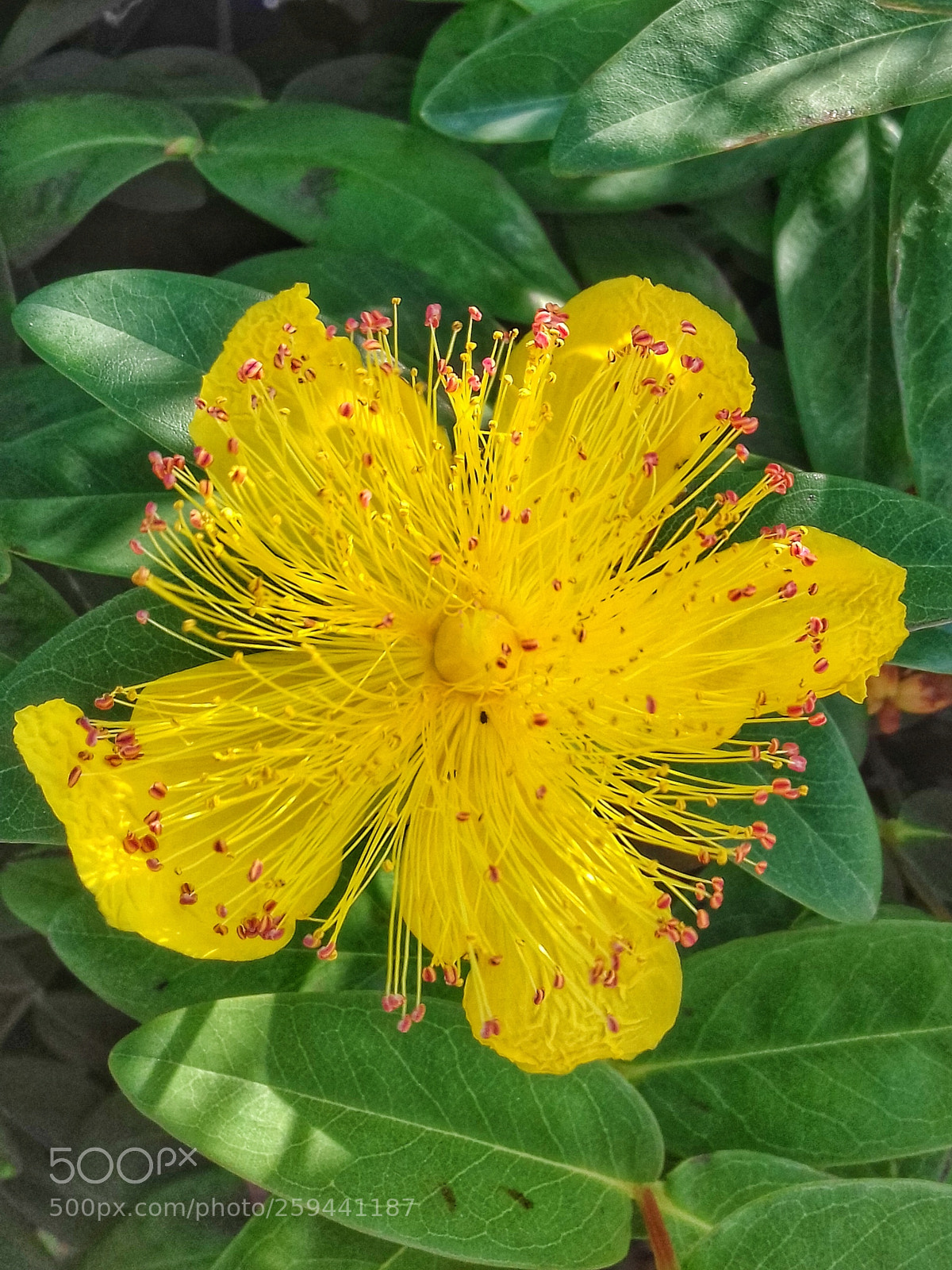 Samsung Galaxy J3(2016) sample photo. Suddenly, a beautiful flower... photography