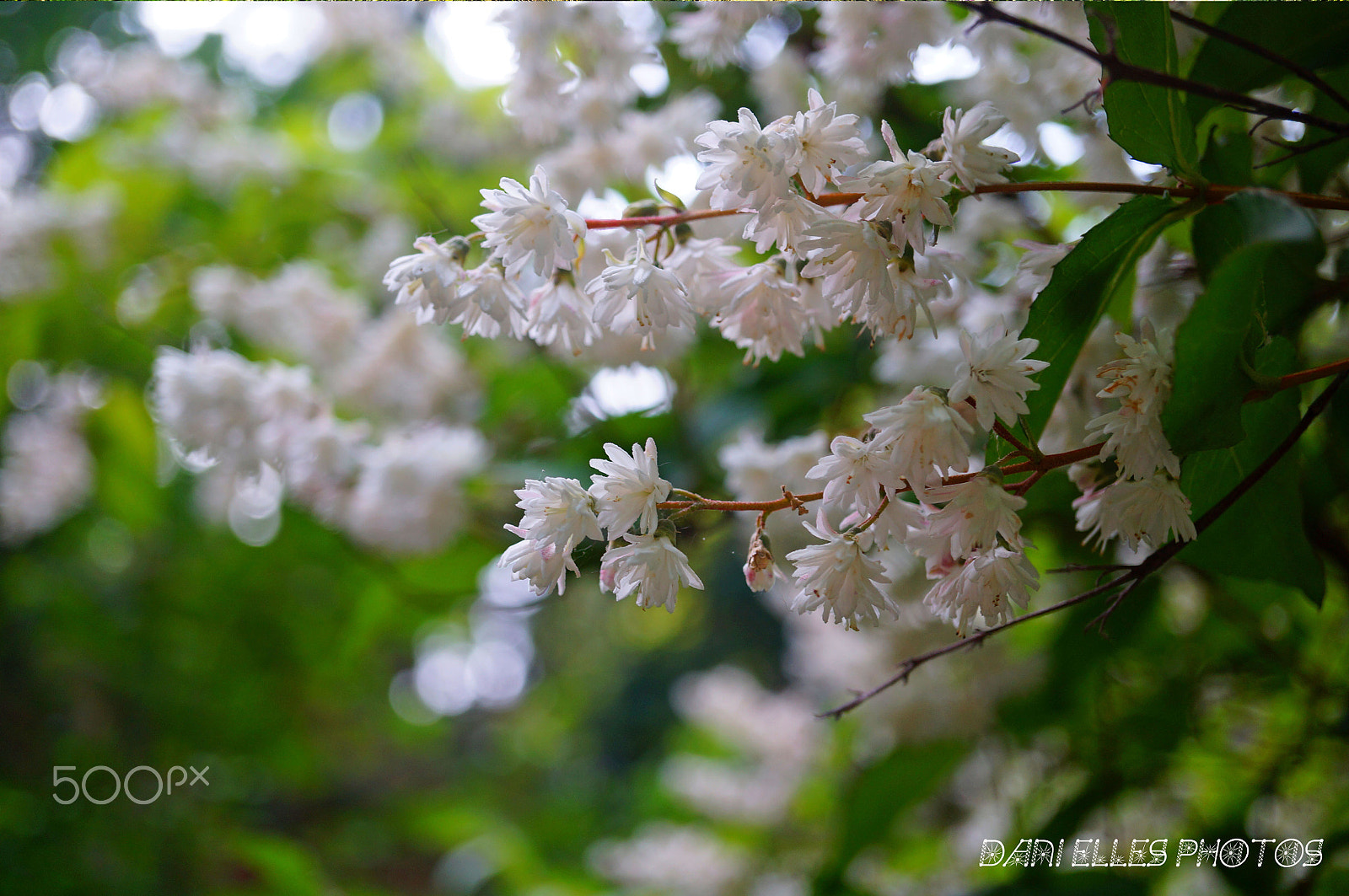 Sony Alpha NEX-3N sample photo. White.jpg photography