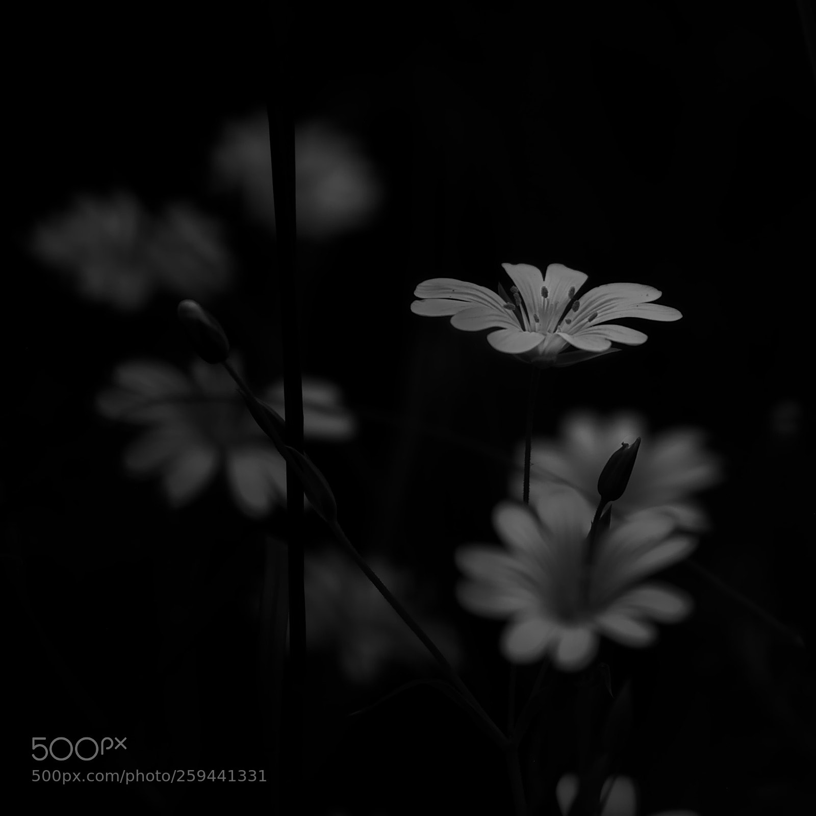 Pentax K200D sample photo. White flower photography