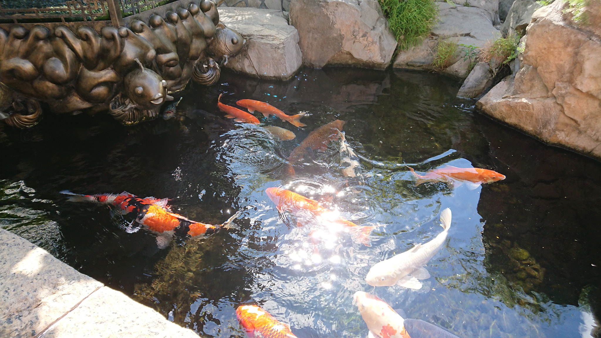 Sony Xperia XZ Premium sample photo. Fish's playgroup photography