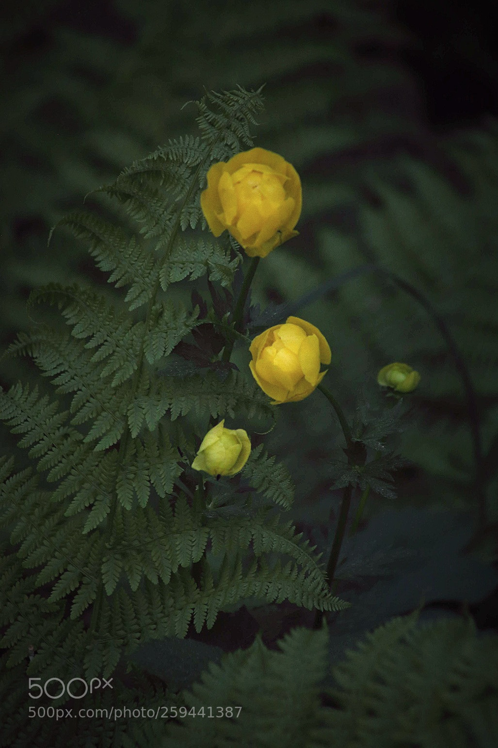 Canon EOS 5D Mark II sample photo. Cups of butter photography