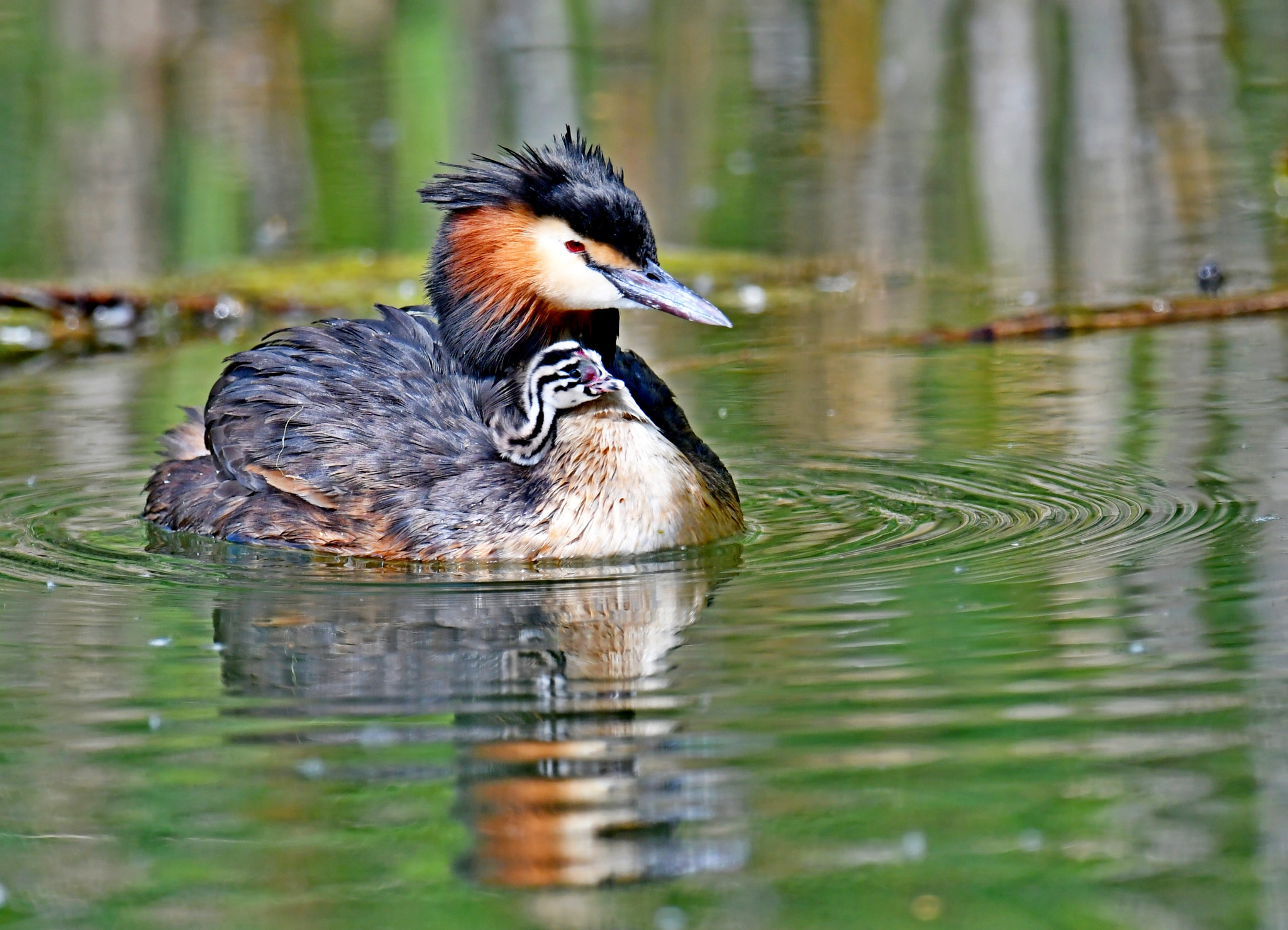 Nikon AF-S Nikkor 600mm F4G ED VR sample photo. Piggyback photography