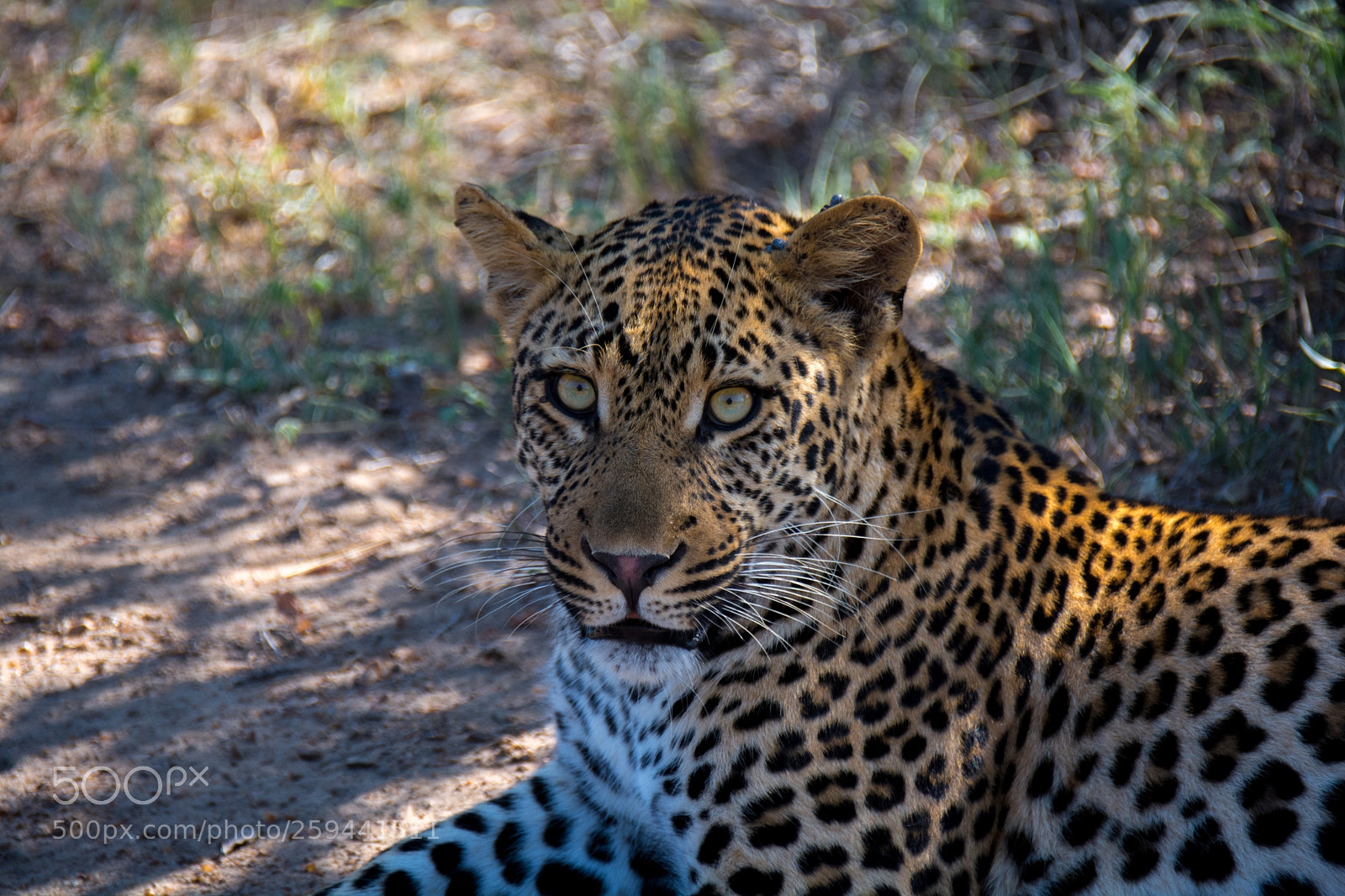 Nikon D7100 sample photo. I am so pretty photography