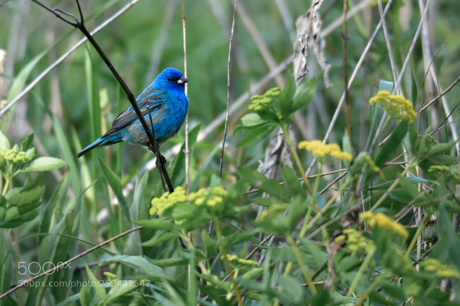 Nikon D850 sample photo. Indigo buntin - male photography