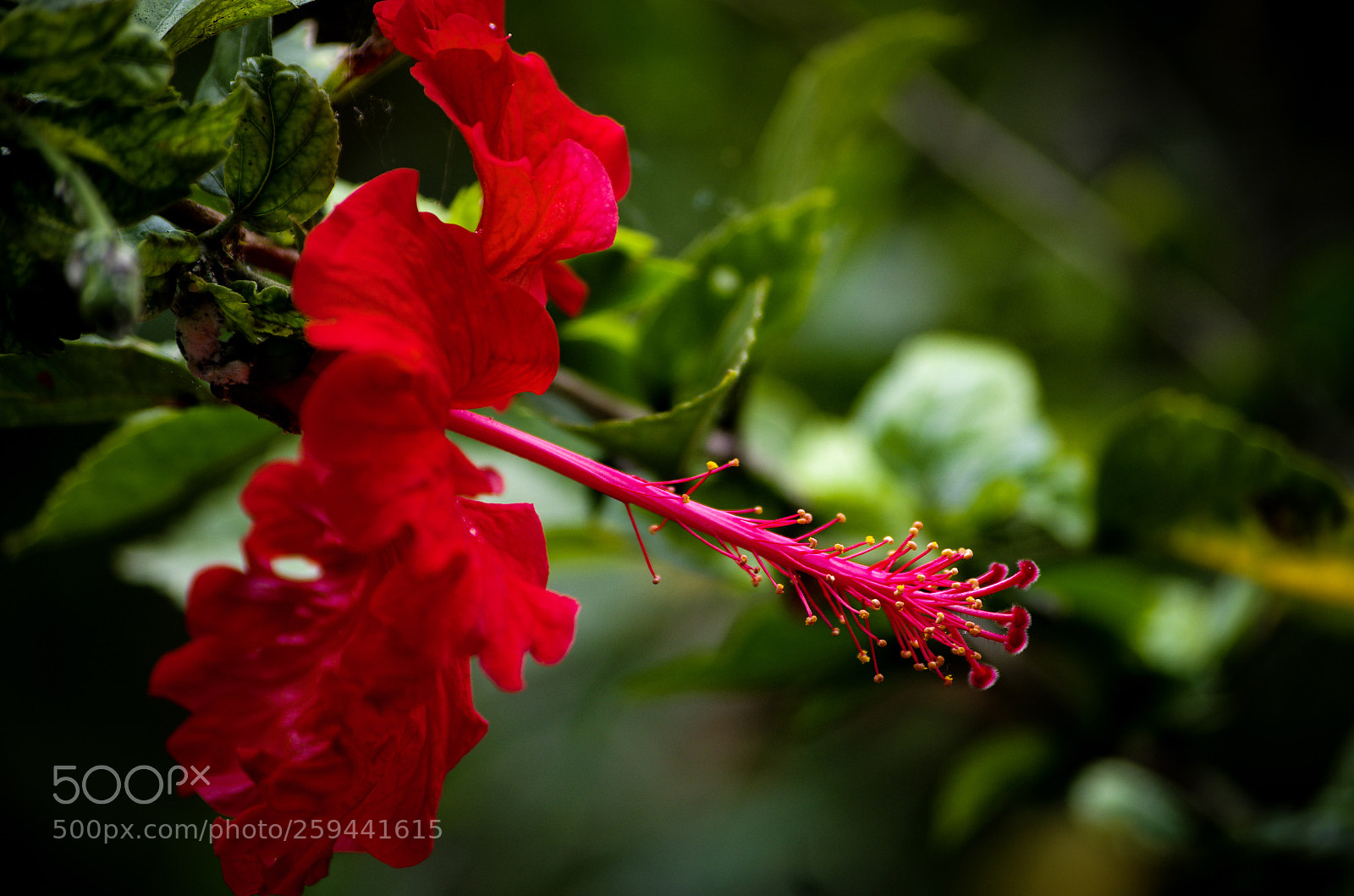 Pentax K-5 sample photo. Hibiscus photography