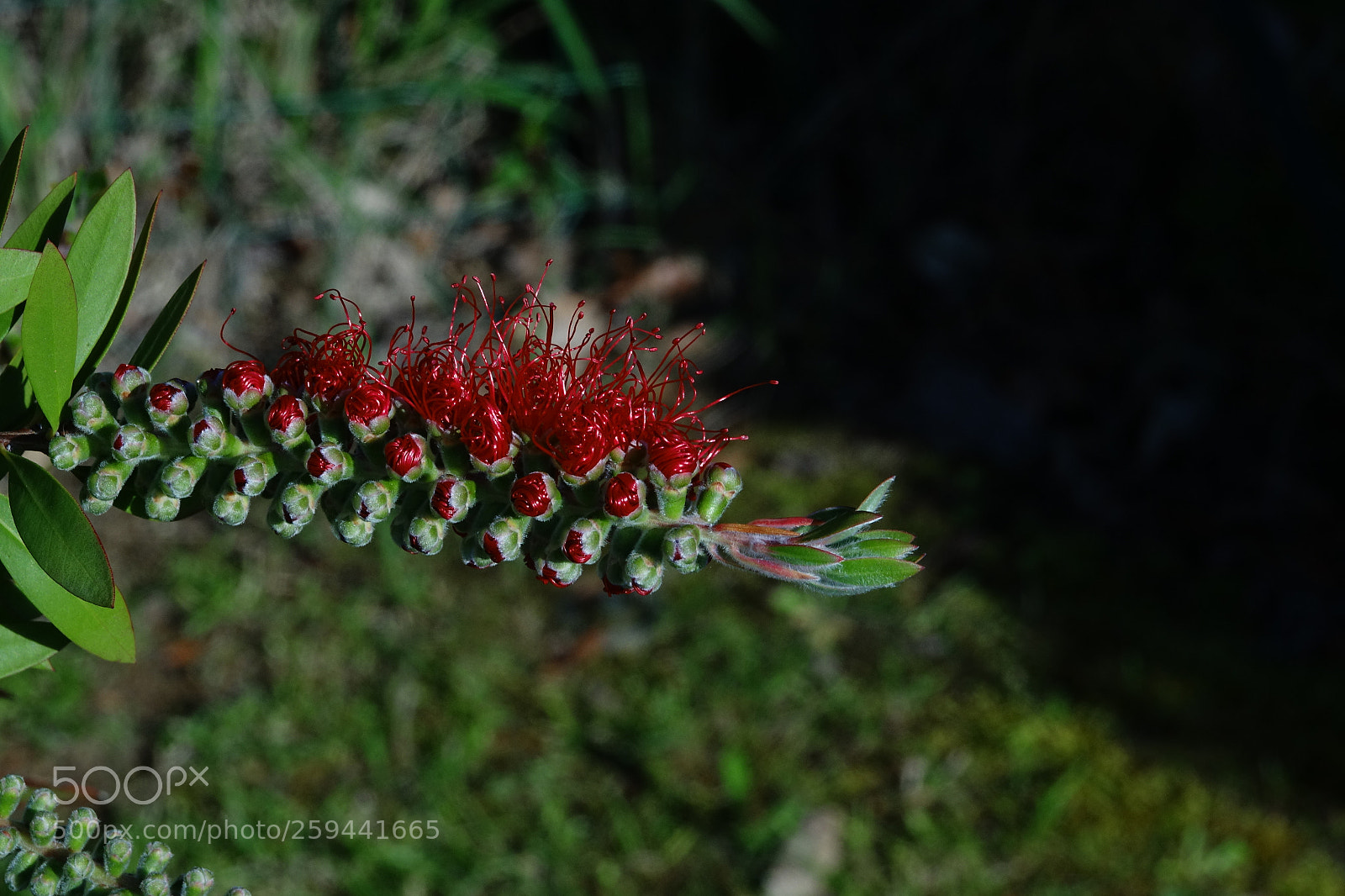 Sony Cyber-shot DSC-RX10 III sample photo. In boccio photography