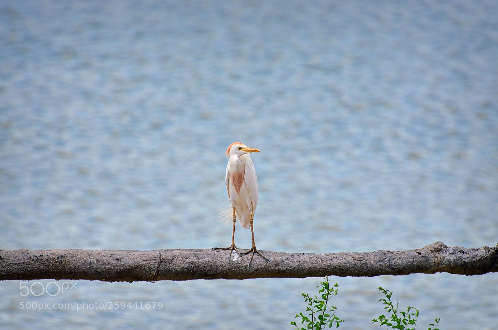 Nikon D5100 sample photo. Cattle egret photography