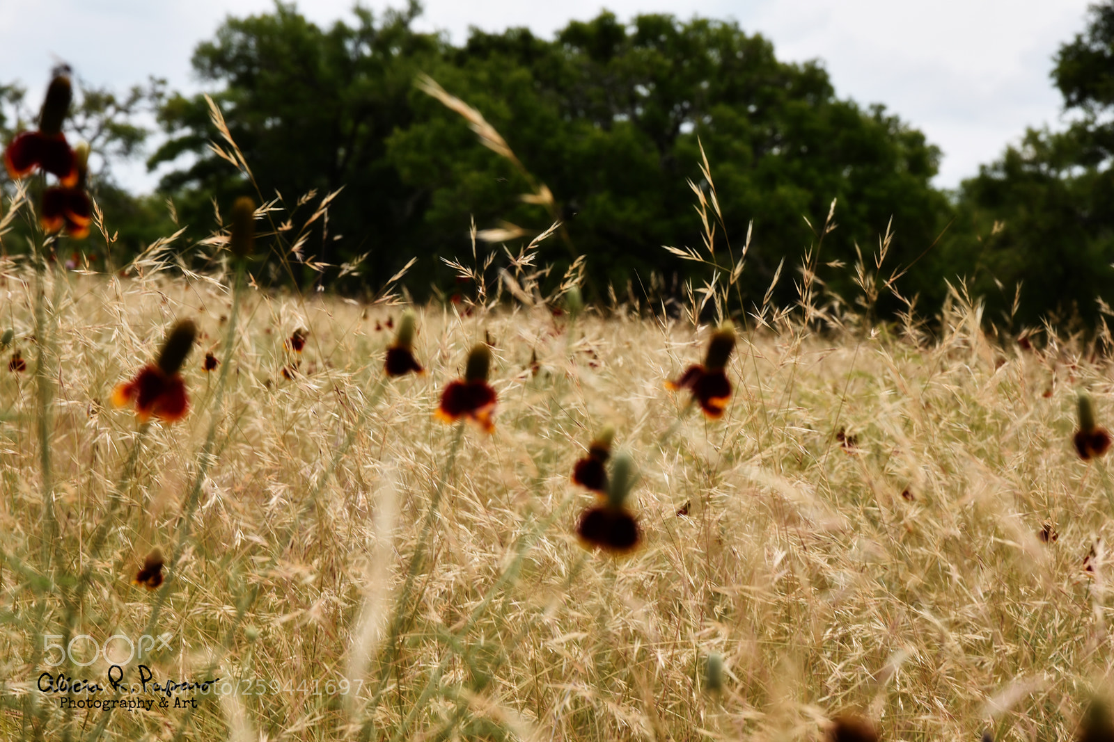 Nikon D7200 sample photo. Mexican hat-out of focus photography