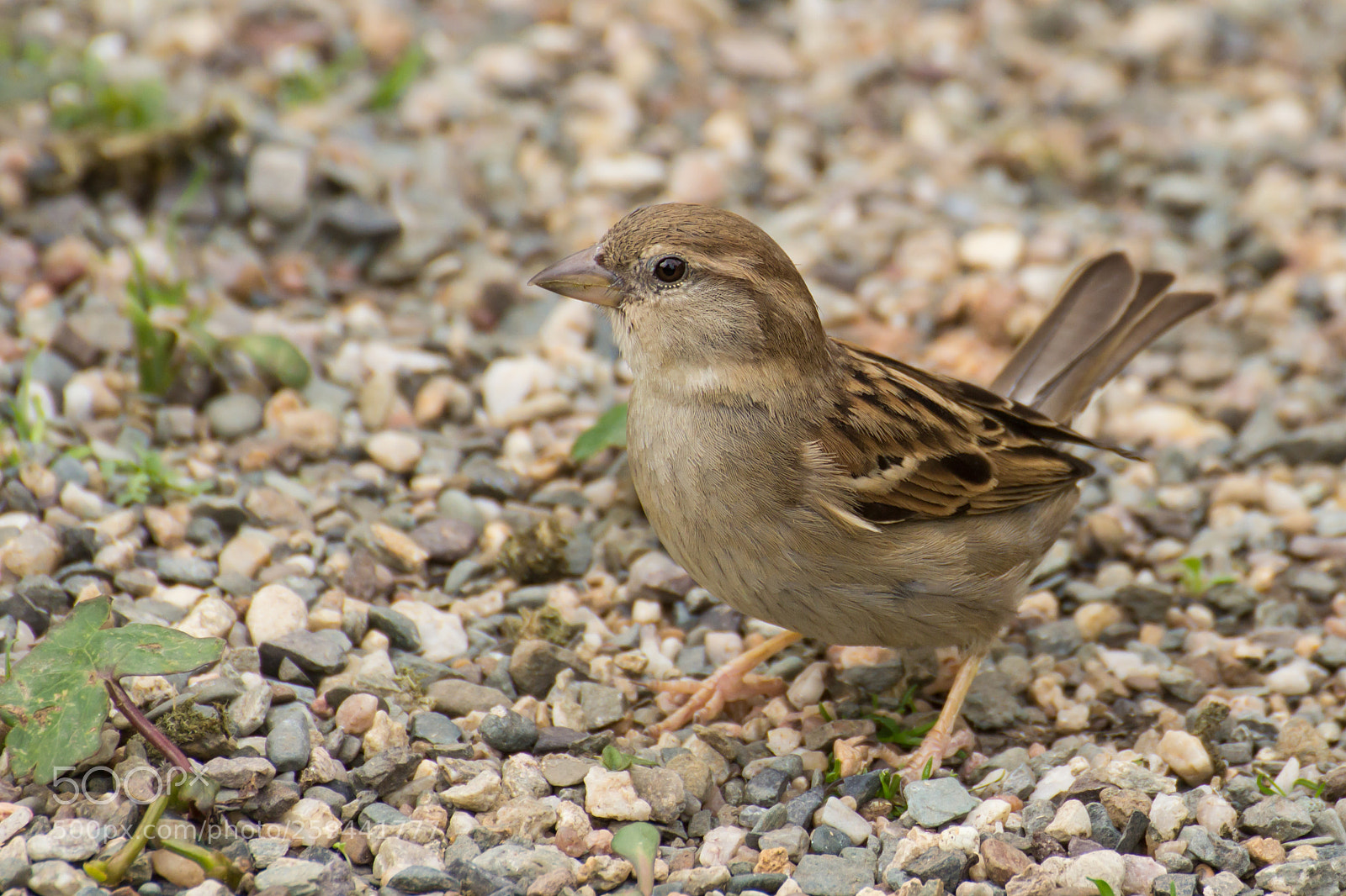 Canon EOS 600D (Rebel EOS T3i / EOS Kiss X5) sample photo. Ein spatz photography