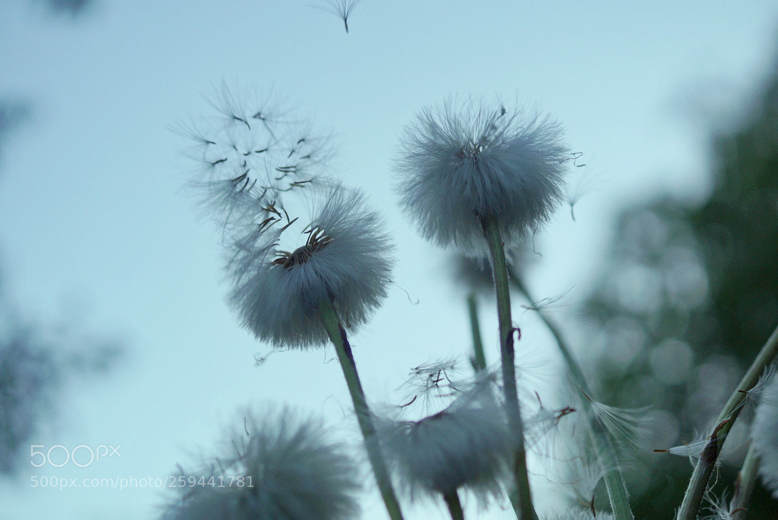 Sony SLT-A58 sample photo. Fluffyness photography