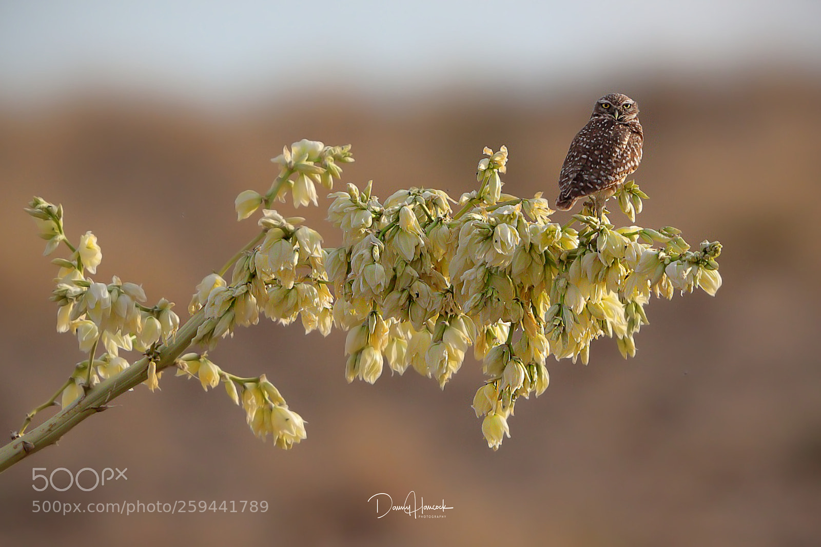 Canon EOS-1D X Mark II sample photo. Burrowing owl photography