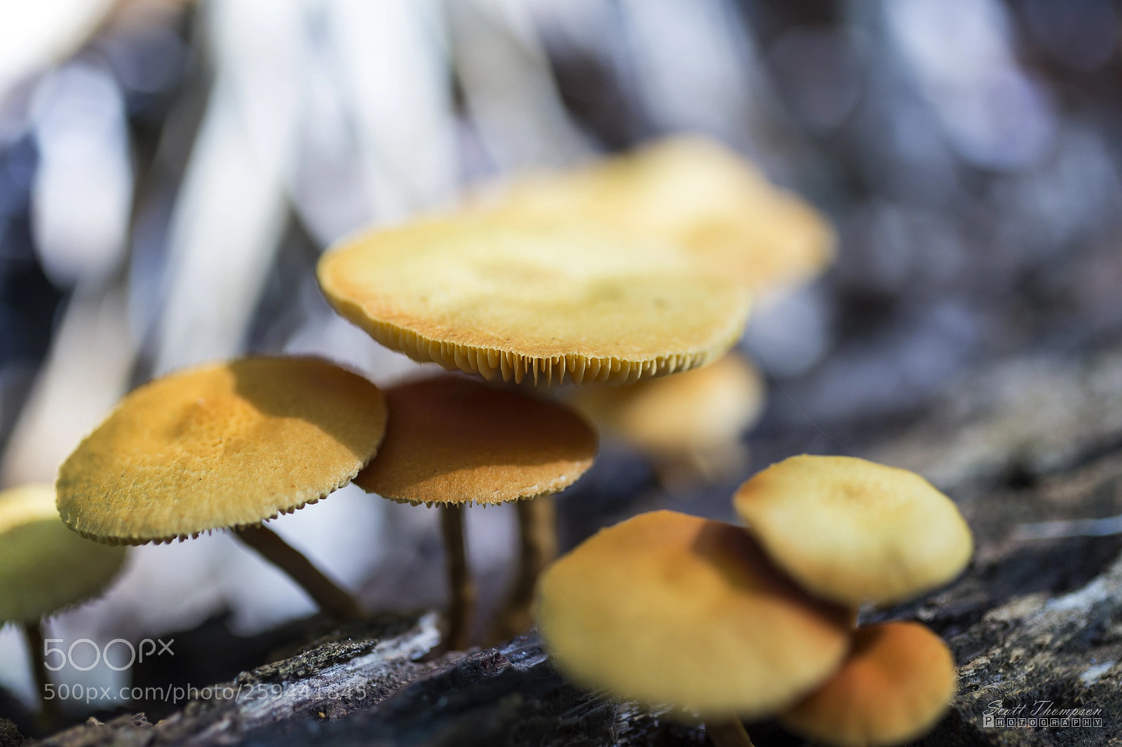 Canon EOS 6D sample photo. Rigid mushroom photography