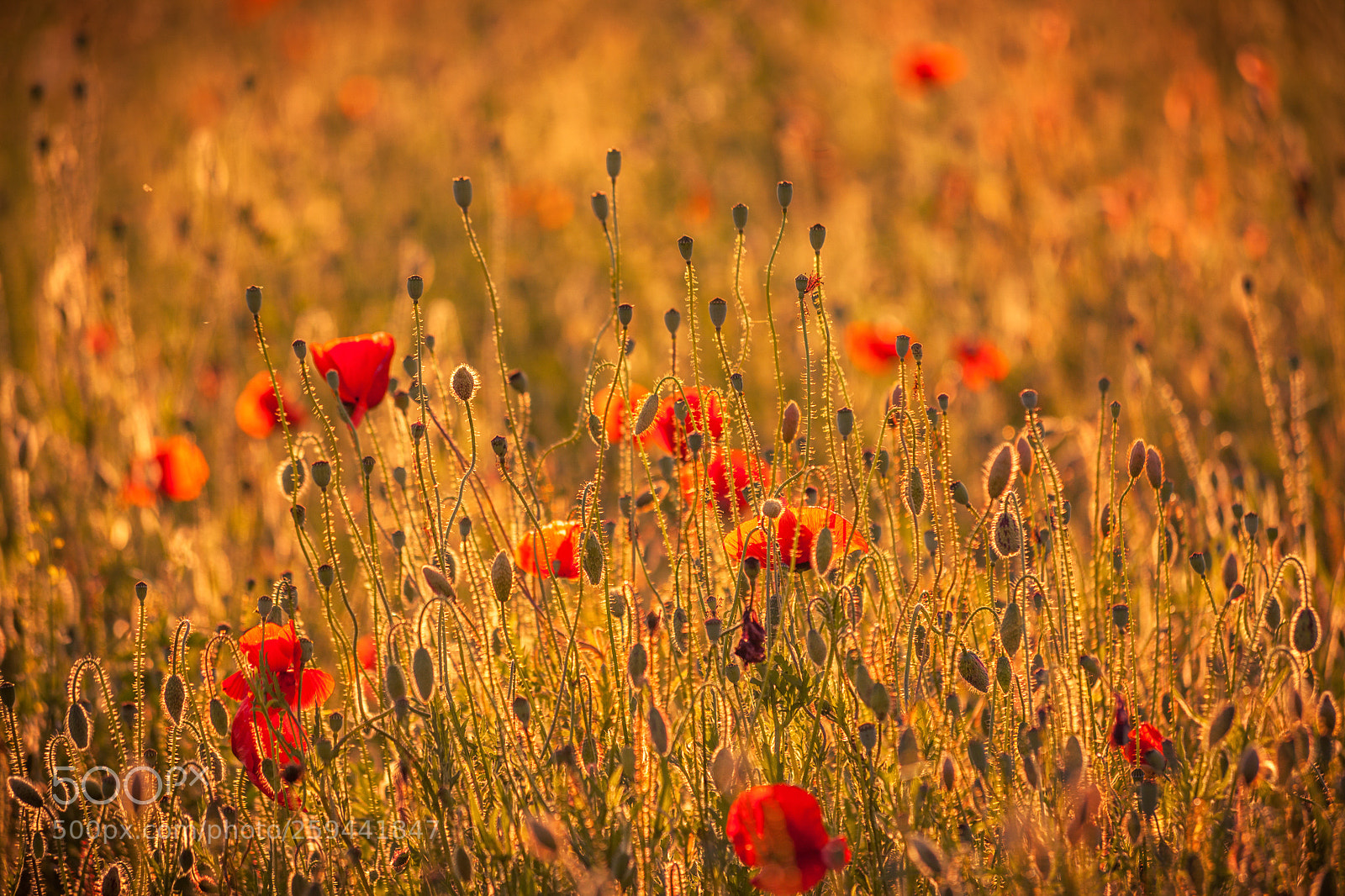 Canon EOS 5D Mark II sample photo. Poppy photography