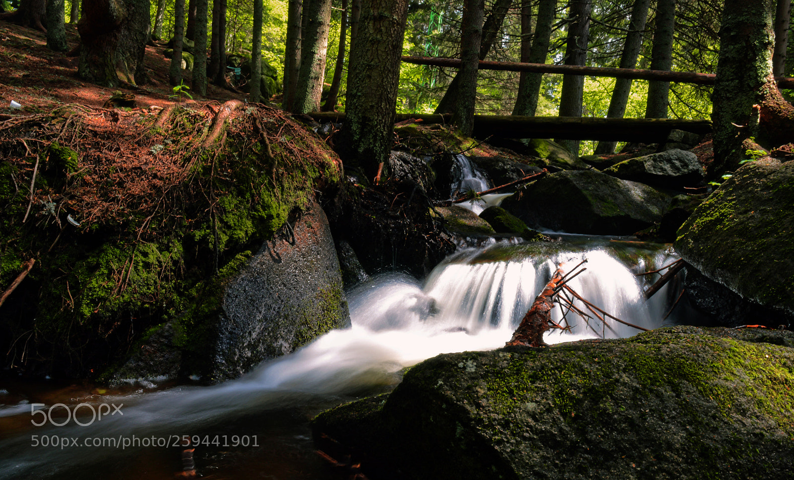 Nikon D3200 sample photo. Forest spirit photography