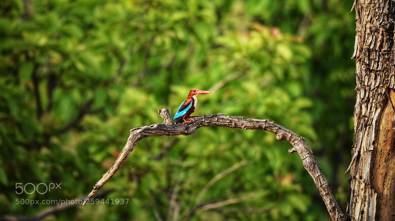 Nikon D5100 sample photo. White throated kingfisher photography