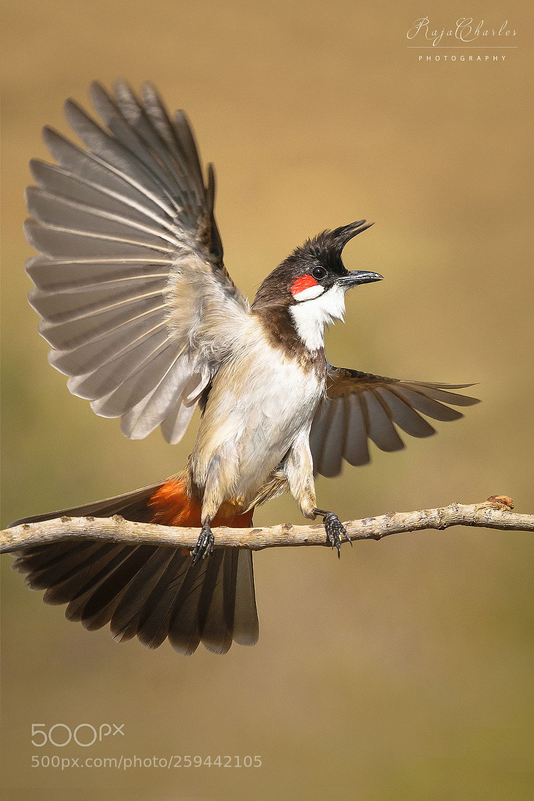 Nikon D5300 sample photo. Red whiskered bulbul photography