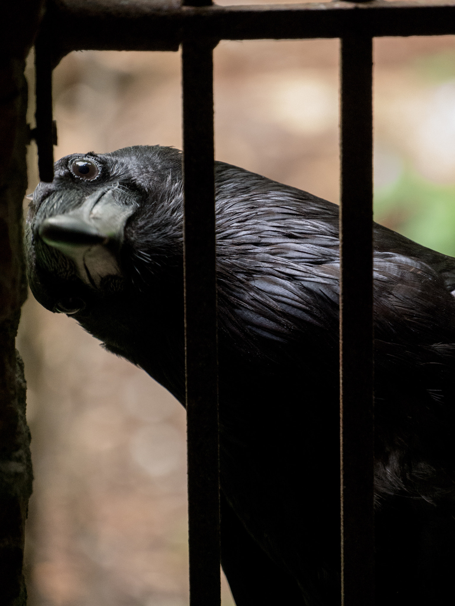 Panasonic Lumix DMC-G85 (Lumix DMC-G80) sample photo. Curious raven photography