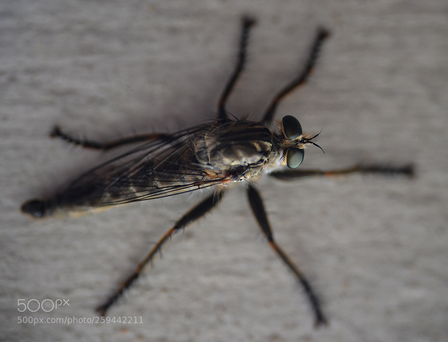 Nikon D3100 sample photo. Mosca predatrice photography