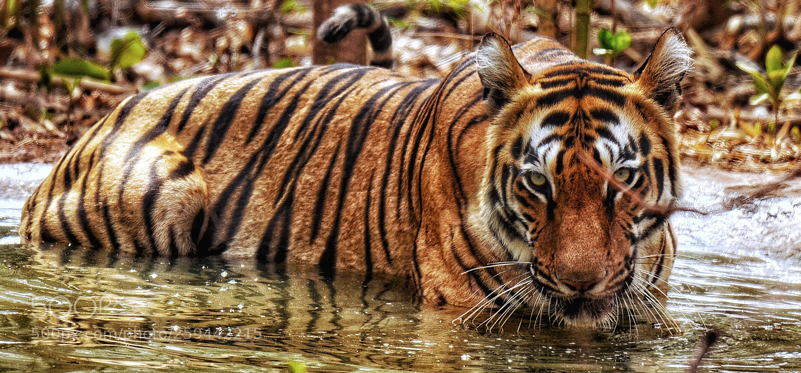 Nikon D5100 sample photo. Lock your eyes with photography
