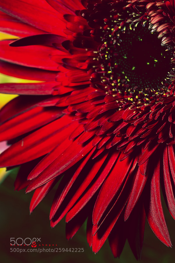Nikon D7100 sample photo. Red photography