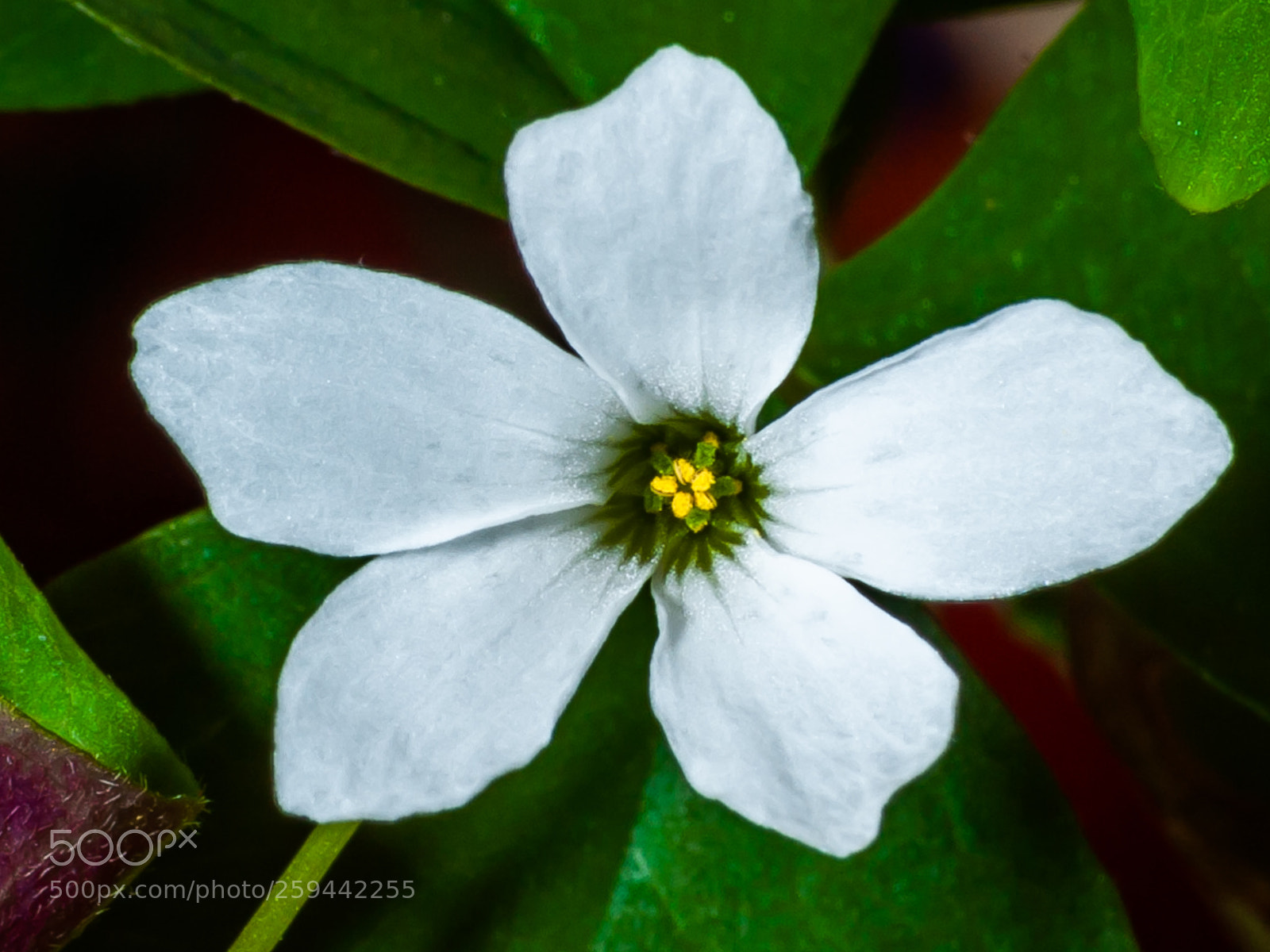 Nikon D700 sample photo. Clover flower photography