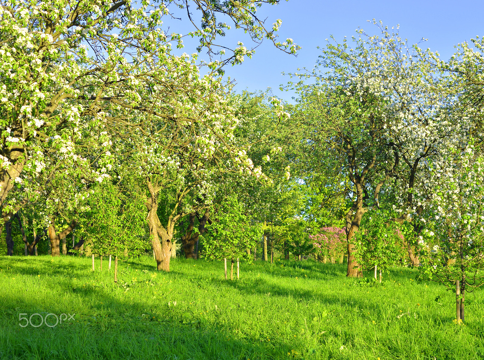 Nikon D610 sample photo. Blooming apple orchard. photography