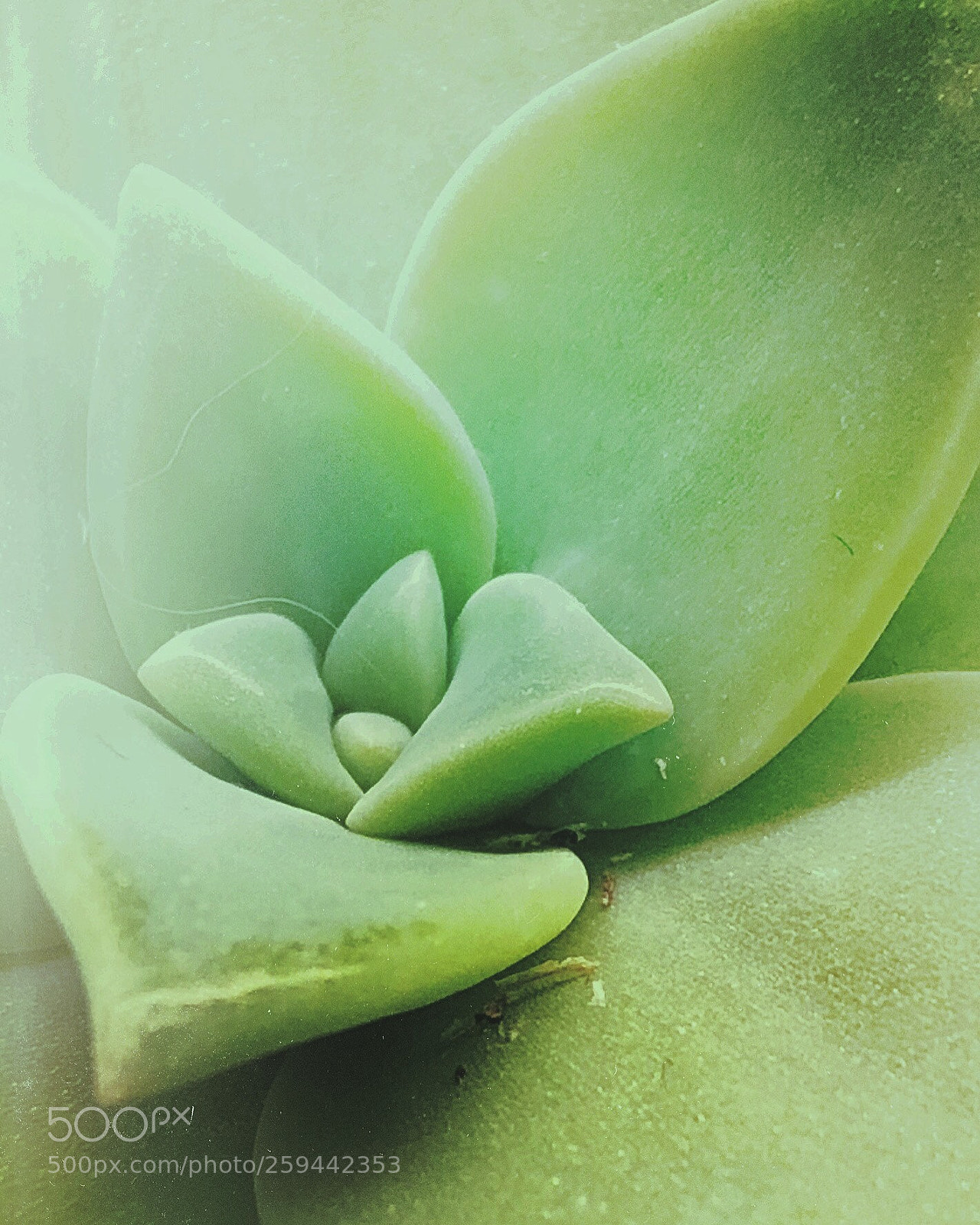 Apple iPhone 8 Plus sample photo. Mist photography