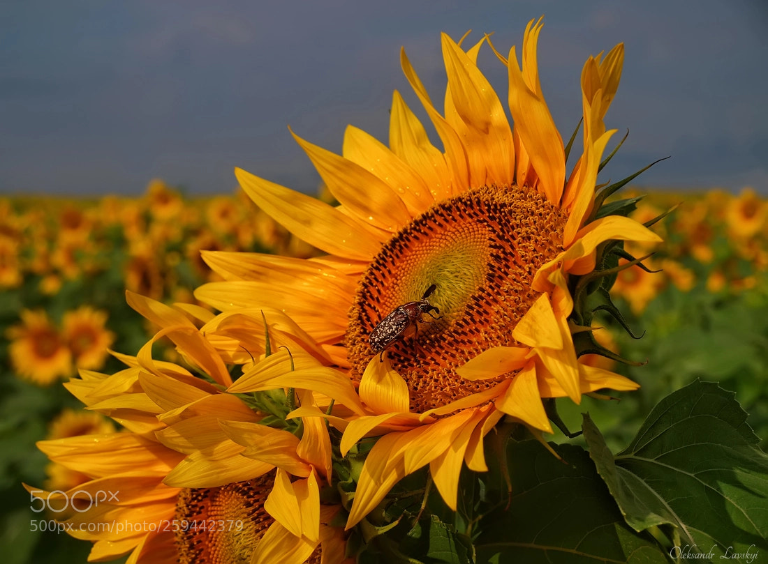 Olympus E-3 sample photo. Sunflower photography