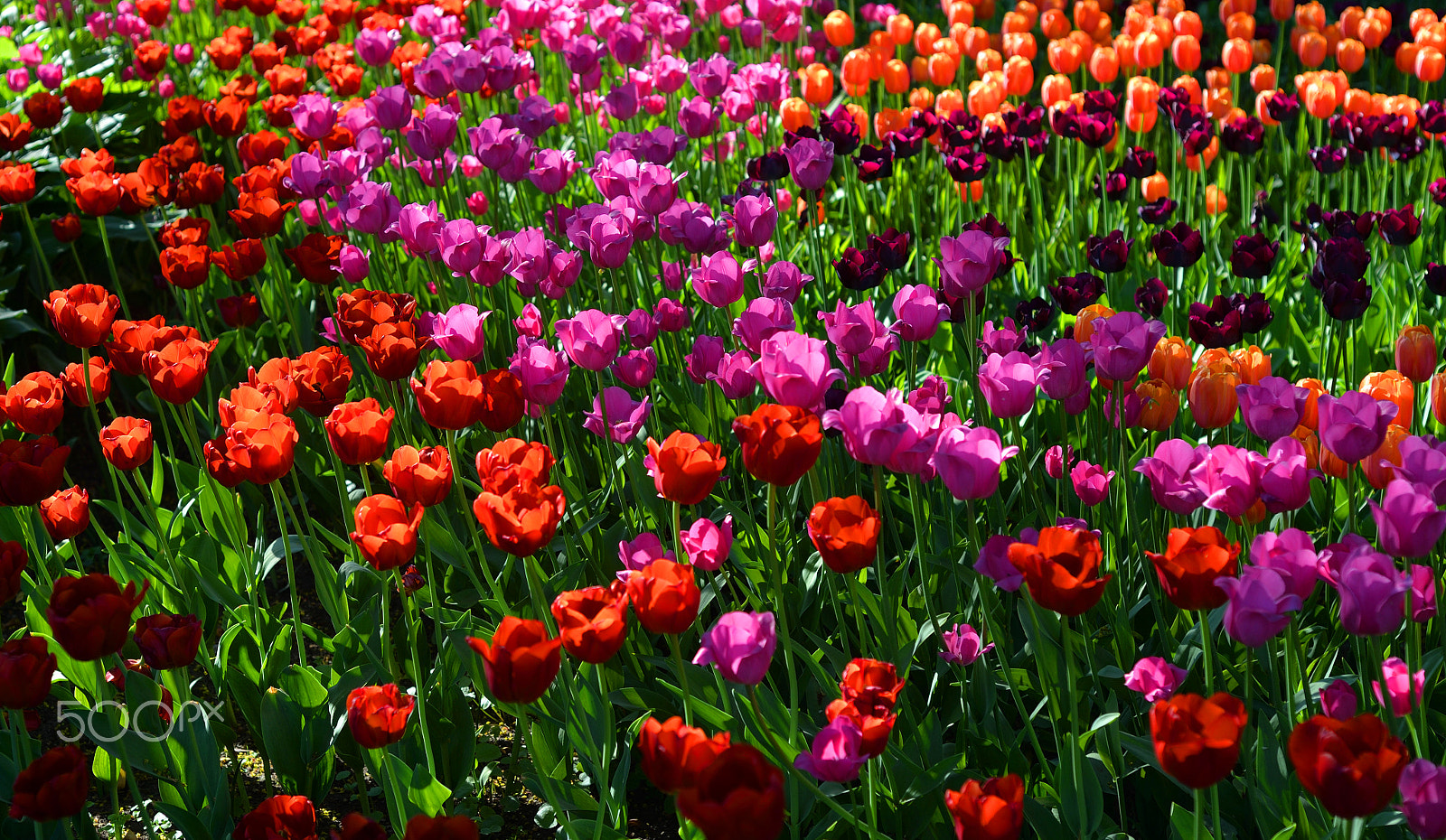 Nikon D610 sample photo. Blossoming tulips background. photography