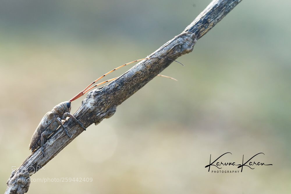 Sony a99 II sample photo. Long horned beetle  photography
