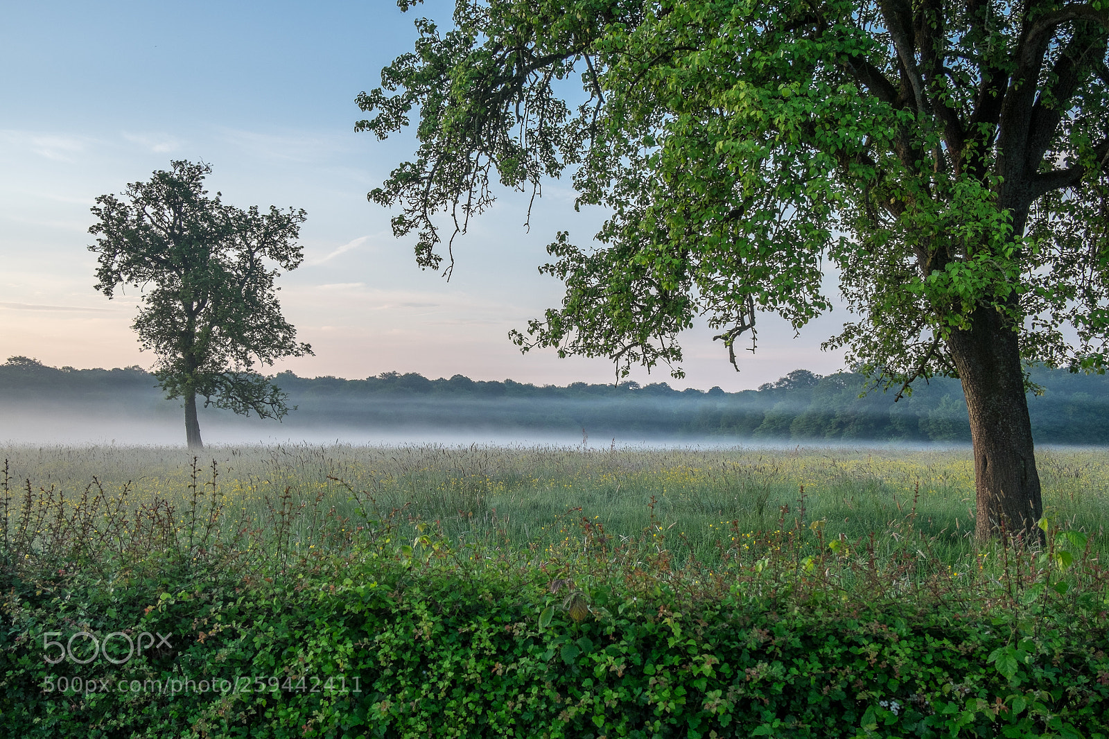 Fujifilm X-T10 sample photo. Encore une petite brume photography