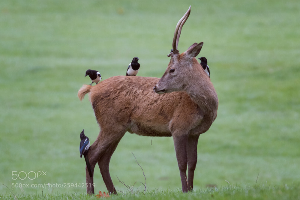 Canon EOS 7D Mark II sample photo. In pecking order photography