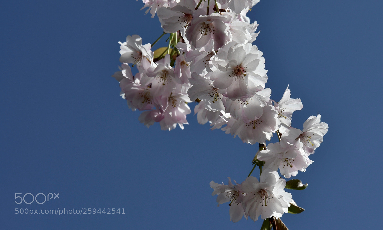 Nikon D500 sample photo. Untitled photography